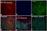 Rabbit IgG (H+L) Secondary Antibody in Immunocytochemistry (ICC/IF)