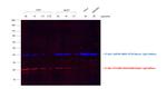 Rabbit IgG (H+L) Secondary Antibody in Western Blot (WB)