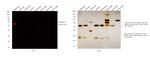 Rabbit IgG (H+L) Secondary Antibody in Western Blot (WB)