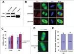 Myc Tag Antibody in Immunocytochemistry (ICC/IF)