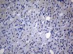 RAB3A Antibody in Immunohistochemistry (Paraffin) (IHC (P))