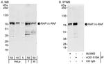 RAF1/c-RAF Antibody in Western Blot (WB)