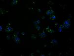 RALBP1 Antibody in Immunocytochemistry (ICC/IF)