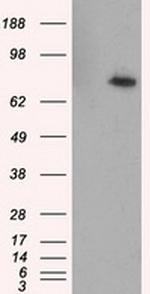 RALBP1 Antibody in Western Blot (WB)