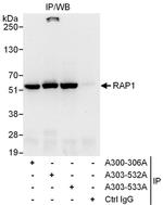 RAP1 Antibody in Immunoprecipitation (IP)