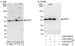 RAP1 Antibody in Western Blot (WB)