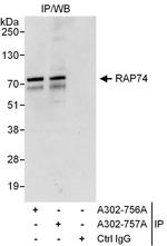 RAP74 Antibody in Immunoprecipitation (IP)