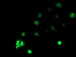 RBBP7 Antibody in Immunocytochemistry (ICC/IF)