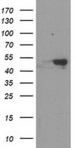 RBBP7 Antibody in Western Blot (WB)