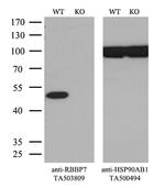 RBBP7 Antibody in Western Blot (WB)