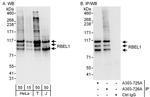 RBEL1 Antibody in Western Blot (WB)