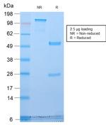 Golgi Complex Antibody in SDS-PAGE (SDS-PAGE)