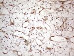 RBMS1 Antibody in Immunohistochemistry (Paraffin) (IHC (P))