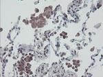 RBPMS Antibody in Immunohistochemistry (Paraffin) (IHC (P))