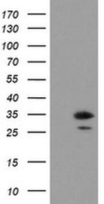 RBPMS Antibody in Western Blot (WB)