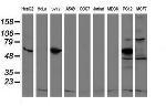 REEP2 Antibody in Western Blot (WB)
