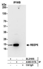 REEP5 Antibody in Western Blot (WB)