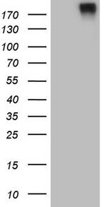 RET Antibody in Western Blot (WB)