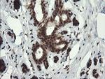 RFC2 Antibody in Immunohistochemistry (Paraffin) (IHC (P))