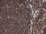 RFC2 Antibody in Immunohistochemistry (Paraffin) (IHC (P))