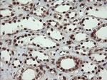 RFC2 Antibody in Immunohistochemistry (Paraffin) (IHC (P))