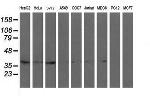 RFC2 Antibody in Western Blot (WB)