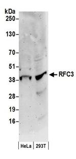 RFC3 Antibody in Western Blot (WB)