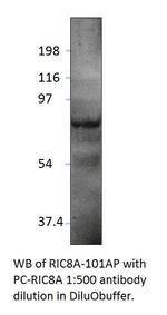 RIC8A Antibody in Western Blot (WB)