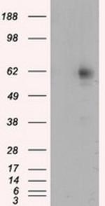 RIC8A Antibody in Western Blot (WB)