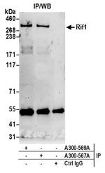 RIF1 Antibody in Western Blot (WB)