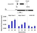 Phospho-RNA pol II CTD (Ser5) Antibody in ChIP Assay (ChIP)