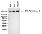 Phospho-RNA pol II CTD (Ser5) Antibody in Western Blot (WB)