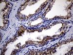 RNASE11 Antibody in Immunohistochemistry (Paraffin) (IHC (P))