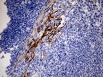 RNASE11 Antibody in Immunohistochemistry (Paraffin) (IHC (P))