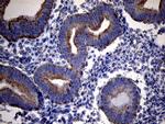 RNASE11 Antibody in Immunohistochemistry (Paraffin) (IHC (P))