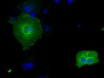 RNF144B Antibody in Immunocytochemistry (ICC/IF)