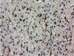 RNH1 Antibody in Immunohistochemistry (Paraffin) (IHC (P))