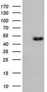 RNH1 Antibody in Western Blot (WB)