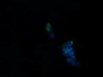 ROMO1 Antibody in Immunocytochemistry (ICC/IF)