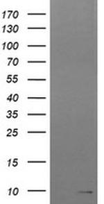 ROMO1 Antibody in Western Blot (WB)