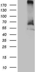 RORC Antibody in Western Blot (WB)