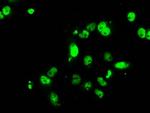 RPA2 Antibody in Immunocytochemistry (ICC/IF)