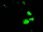 RPA2 Antibody in Immunocytochemistry (ICC/IF)