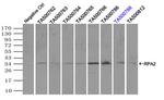 RPA2 Antibody in Immunoprecipitation (IP)