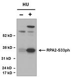 Phospho-RPA2 (Ser33) Antibody in Western Blot (WB)