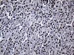 RPAIN Antibody in Immunohistochemistry (Paraffin) (IHC (P))