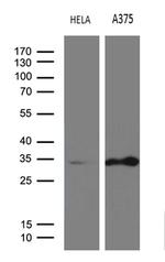 RPAIN Antibody in Western Blot (WB)