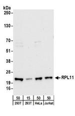 RPL11 Antibody in Western Blot (WB)