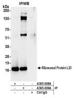 Ribosomal Protein L23/RPL23 Antibody in Western Blot (WB)