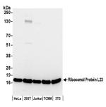 Ribosomal Protein L23/RPL23 Antibody in Western Blot (WB)